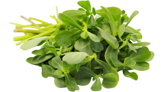 Verdolaga