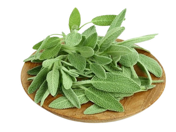 Sage
