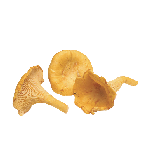Mushroom Chanterelle Yellow