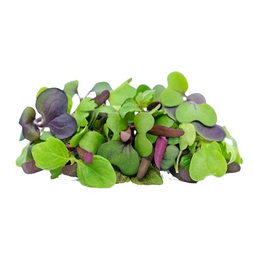 Micro Greens