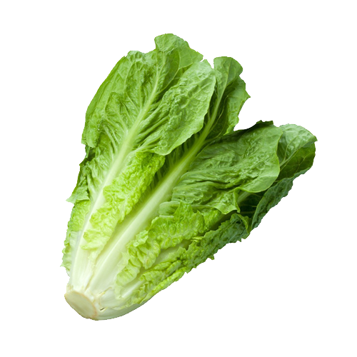 Romaine Lettuce