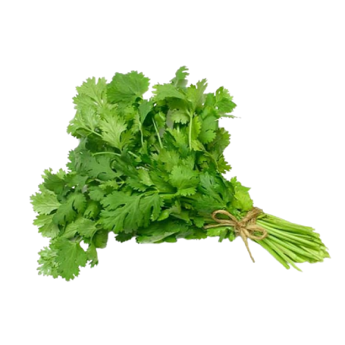 Cilantro