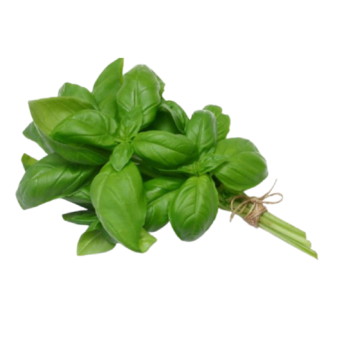 Basil Herb