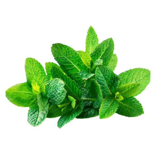 Herb - Mint