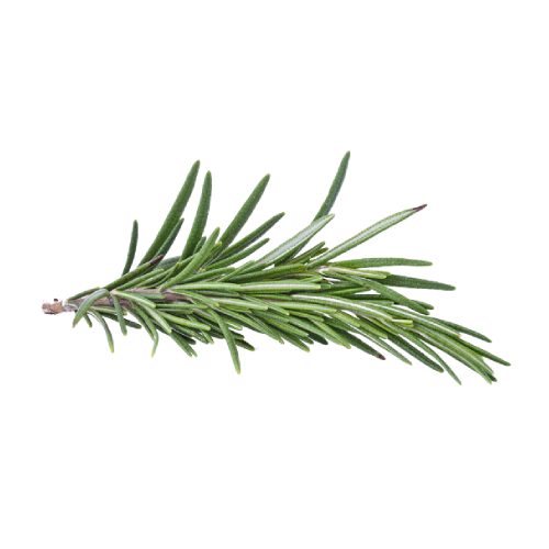 Rosemary