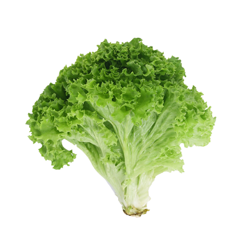 Green Leaf Lettuce
