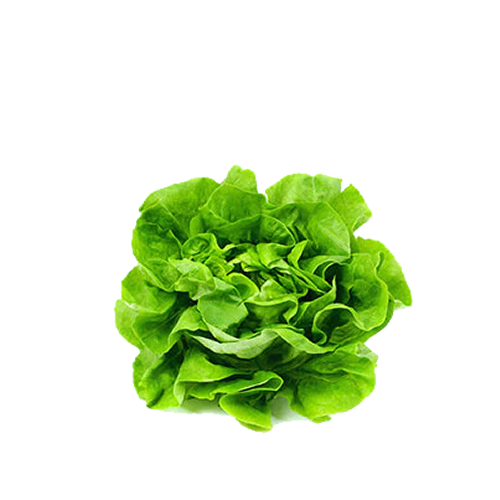 Lettuce Hydro Uplndcrss Alexdr