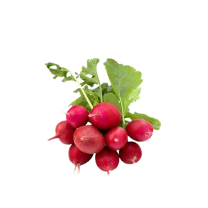 Radish