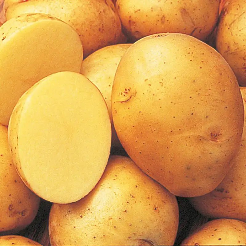 Potatoes Yukon Gold