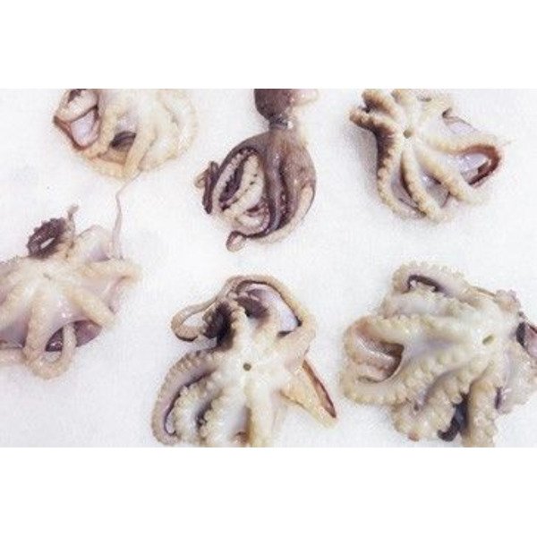 Frozen Baby Octopus Tray- 16-25 ct (per Kilo)- 2 lb